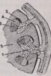 Haustorium