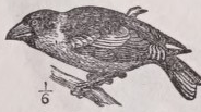Hawfinch