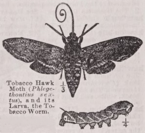 Hawk moth