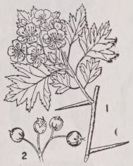 Hawthorn