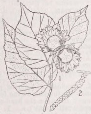 Hazel