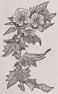 Henbane
