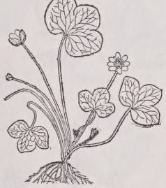 Hepatica