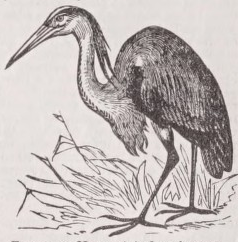 Heron