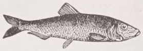 Herring