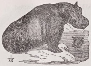 Hippopotamus