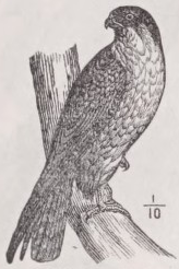 Hobby