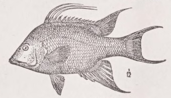 Hogfish