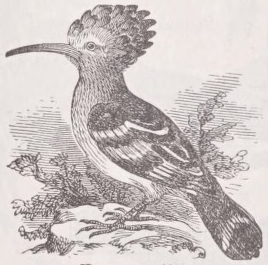 Hoopoe
