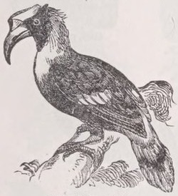 Hornbill