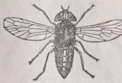 Horsefly