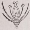 Hypogynous
