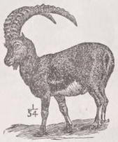 Ibex
