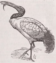 Ibis