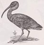Ibis