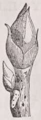 Imbricate