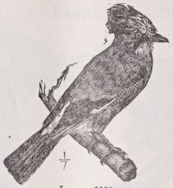 Jay