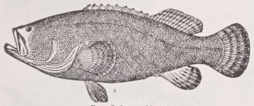 Jewfish