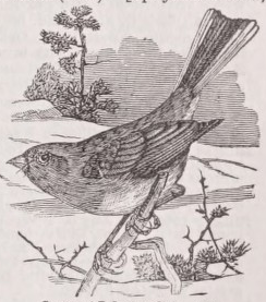 Junco