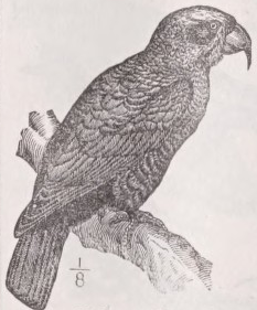 Kaka
