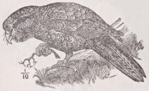 Kakapo