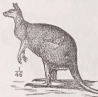 Kangaroo