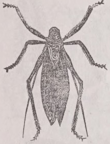 Katydid