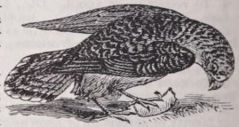 Kestrel