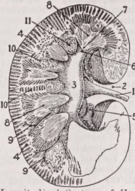 Kidney