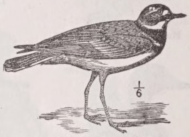 Killdeer