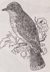 Kingbird