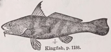 Kingfish