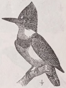 Kingfisher