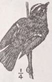 Kinglet