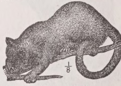 Kinkajou