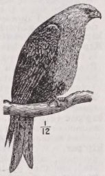 Kite