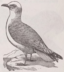 Kittiwake
