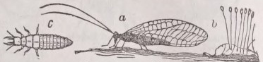 Lacewing