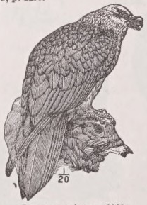 Lammergeier