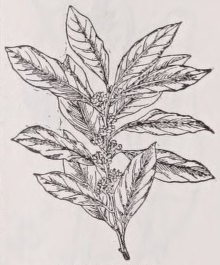 Laurel