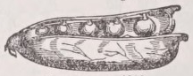Legume