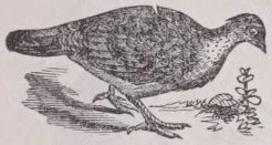 Leipoa