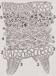 Lichen