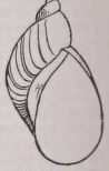 Lim naea