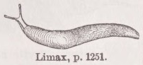 Limax
