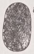 Limpet