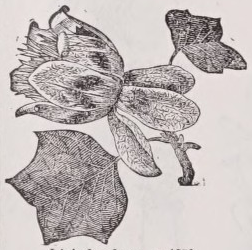 Liriodendron