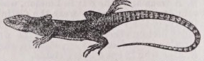 Lizard