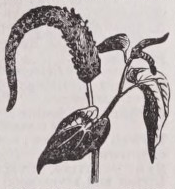Lizard's tail