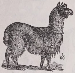 Llama